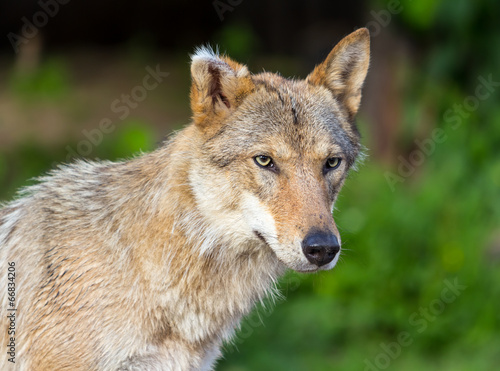 Board z aluminiowym obramowaniem Wilk eurasian (canis lupus lupus)