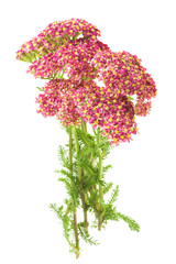 Sticker - yarrow