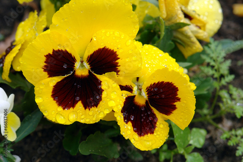 Gelbe Stiefmütterchen – Stock-Foto | Adobe Stock