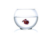 Siamese fighting fish  in a fishbowl  on white