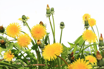 Wall Mural - Dandelion blossom on white