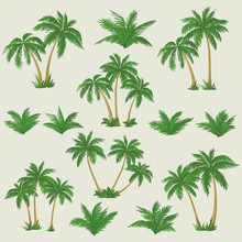 Tropical Palm Trees Set
