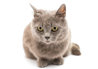 Poster - gray cat isolated