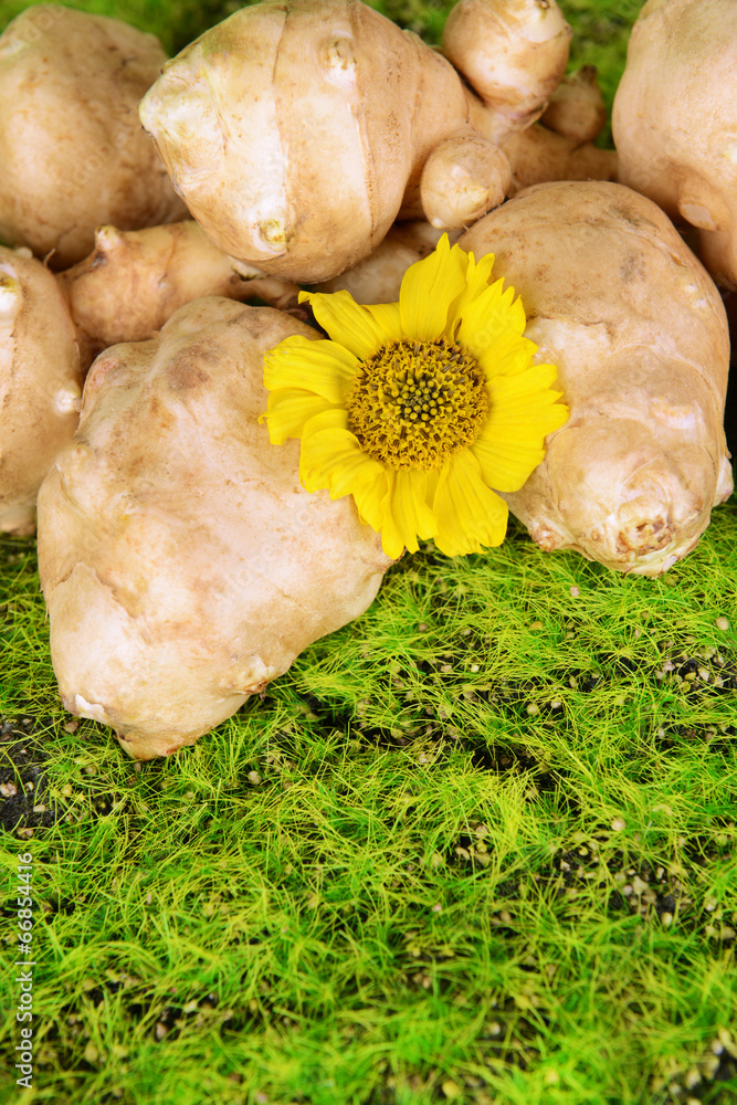 Topinambur roots on grass close-up