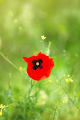 Wall Mural - Poppy flower, outdoors