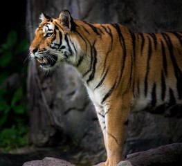 Wall Mural - Portrait of a Royal Bengal tiger