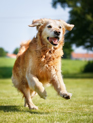 Wall Mural - Golden retriever dog