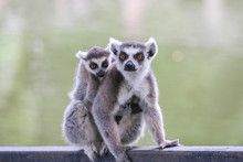 Ring-tailed Lemur (lemur Catta)