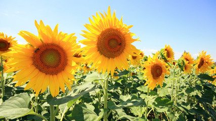 Wall Mural - France - Mondragon - Tournesols