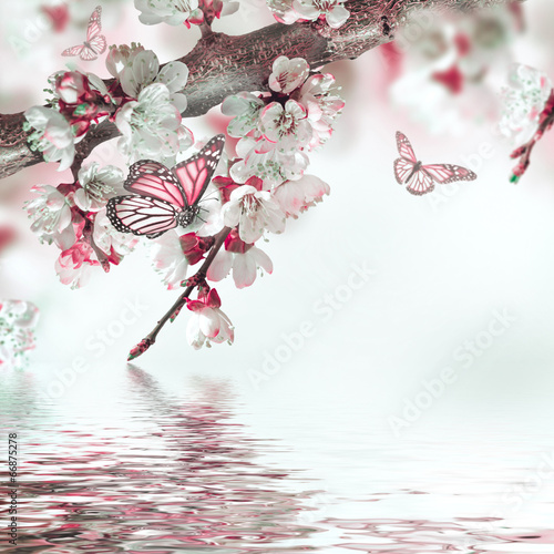 Fototapeta do kuchni Apricot flowers in spring, floral background