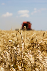 Wall Mural - Combine harvesting wheat