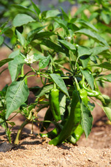 Wall Mural - Green pepper plant