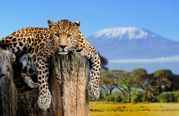 leopard