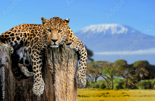 Fotografija  Leopard