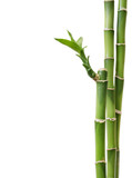 Fototapeta Sypialnia - Fresh bamboo isolated on white background