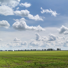 Poster - Summer landscape