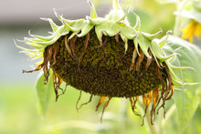 Wither Sunflower
