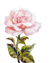 Beautiful Rose, Oil Painting On Canvas