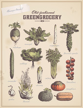 Greengrocery 3 - Set Of Vegetable Illustrations