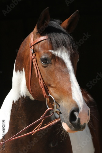 Obraz w ramie Portrait Schecke