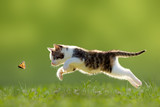 Fototapeta Koty - Katze, Kätzchen im Sprung