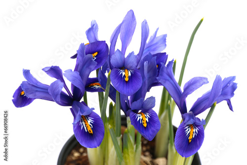 Quadri Fiori Iris Immagini Per Arredo Quadri Fiori Iris Immagini Per Arredo