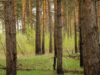 Canvas Print - Spring Pine Forest