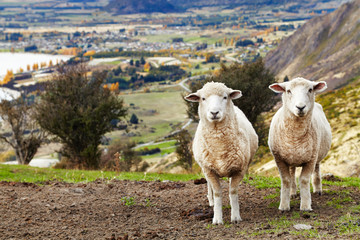 Wall Mural - Grazing sheep, New Zealand