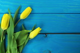 Fototapeta Tulipany - tulipany żółty