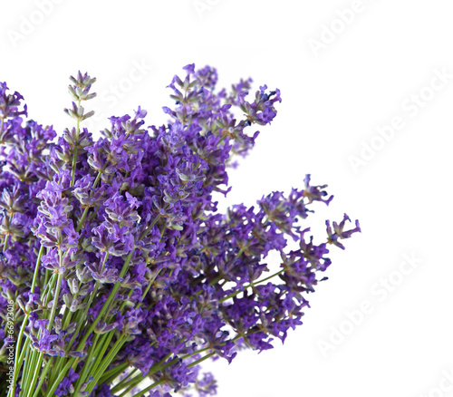 Obraz w ramie Lavender blossoms isolated on white background