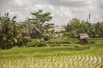 Canvas Print - Jewels of Indonesia - Bali