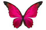 Fototapeta Motyle - beautiful butterfly isolated on white