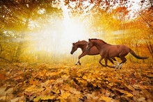 Two Running Horses