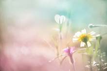 Liebe, Sehnsucht - Abstrakter Hintergrund Mit Blüte Und Herz