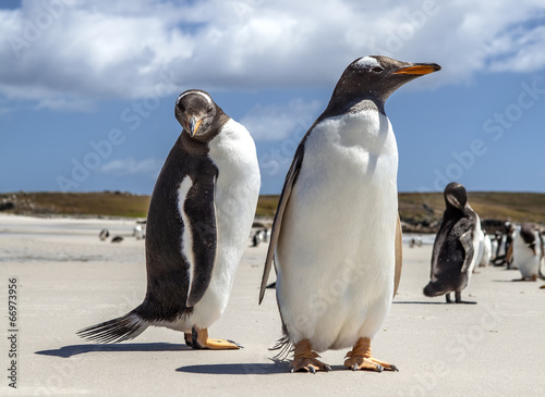 Plakat na papierze fotorealistycznym Zbliżenie dwóch pingwinów na wyspach Falkland-2