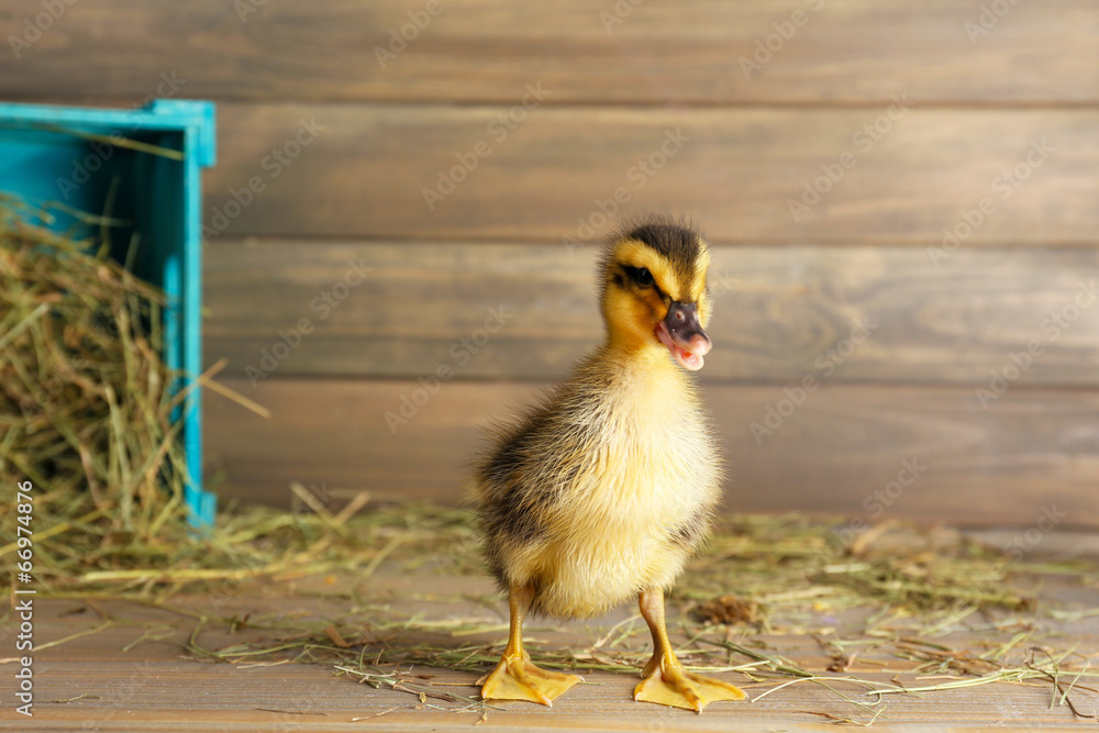 Little cute duckling in barn