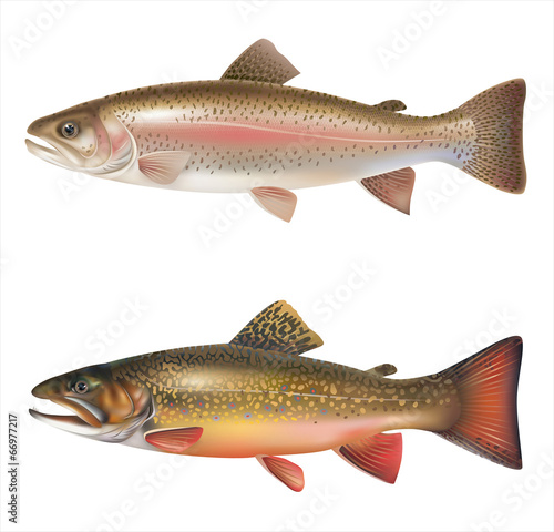 Fotomural Rainbow trout and brook trout isolated on white. Vector