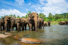 Elephants In The River In Srilanka