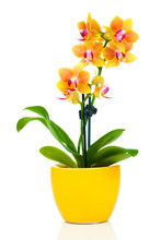 Beautiful Yellow Orchid In Pot, Isolated On White