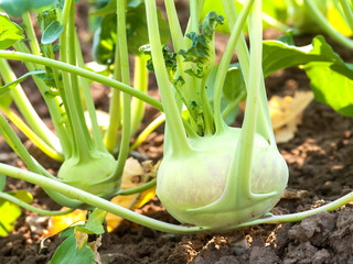 Sticker - Kohlrabi in the vegetable garden