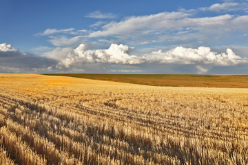 Canvas Print - Charming pastoral landscape