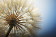 © Chepko Danil - big dandelion on a blue background