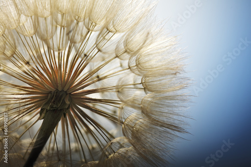 Fototapeta na wymiar big dandelion on a blue background