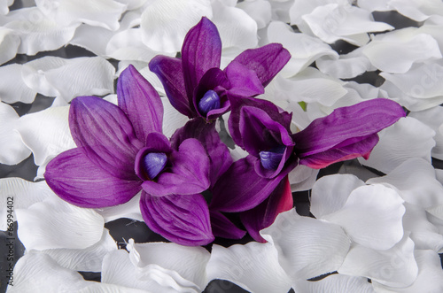 Naklejka na szybę Violet orchid with white petals