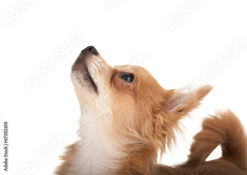 Long Haired Chihuahua Puppy Dog Looking Up Buy This Stock Photo
