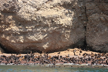 Wall Mural - uccelli marini isole ballestas penisola di paracas perù