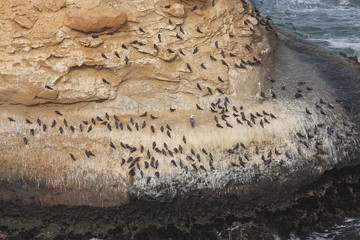 Wall Mural - uccelli marini isole ballestas penisola di paracas perù