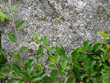 Granit - natürlicher Hintergrund
