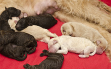 Newborn Pups