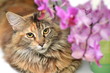 piękny portret młodej kotki rasy maine coon 